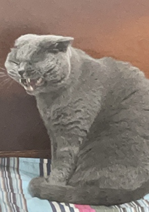 穿成動物後，被叼住了後頸！